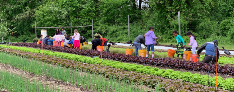 Volunteers working in a row of lettuce at the farm.