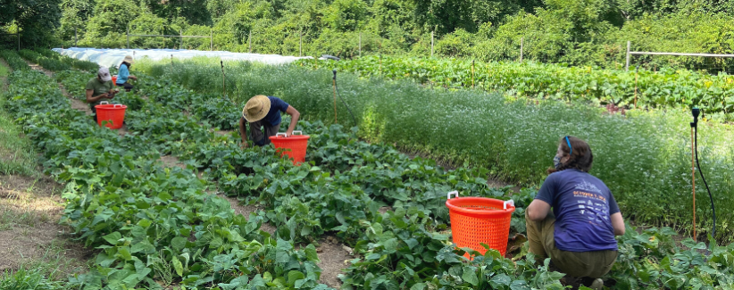 Image shows farmers harvesting in a field of greens.