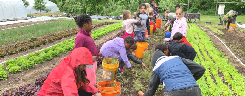 A group of young volunteers help clear a bed on the farm.