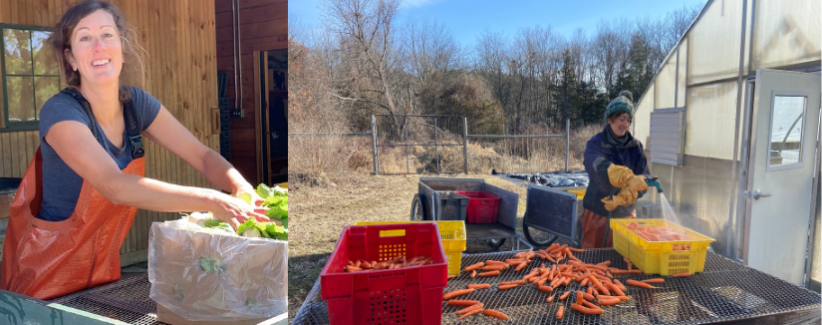 Images of Anna packing up greens and washing winter carrots.