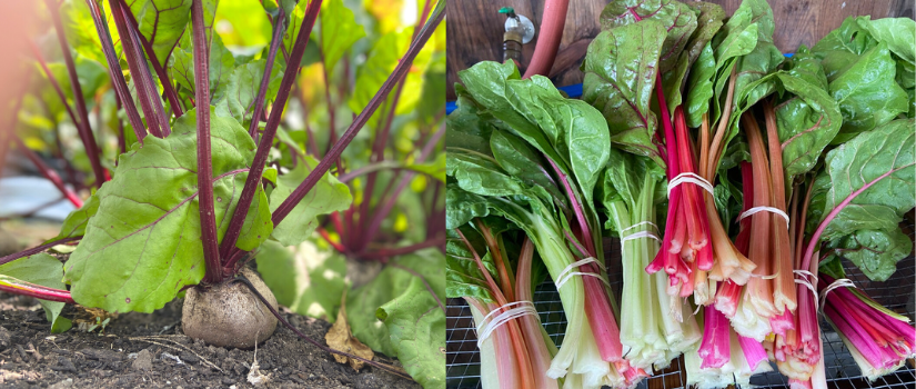 Images showing beets growing in the ground and harvested Swiss chard bundles.