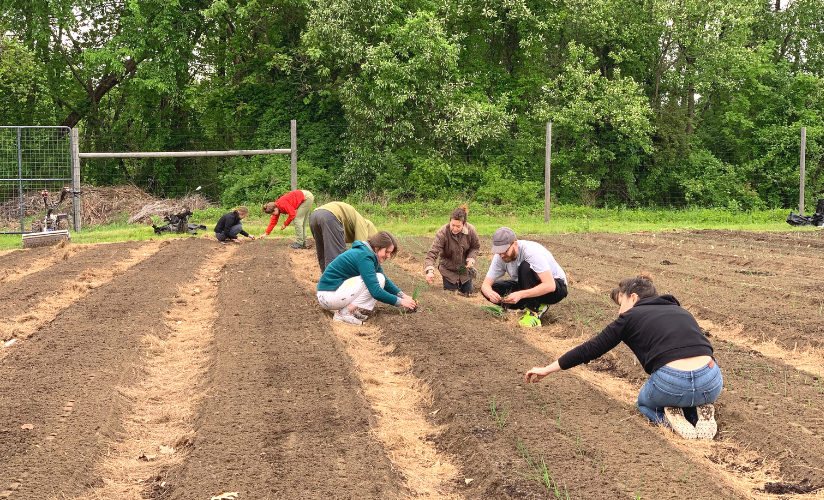 Volunteers thinning onions at the farm.