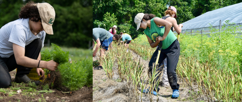 An image of Ava harvesting carrots and of Ava pitchforking garlic.