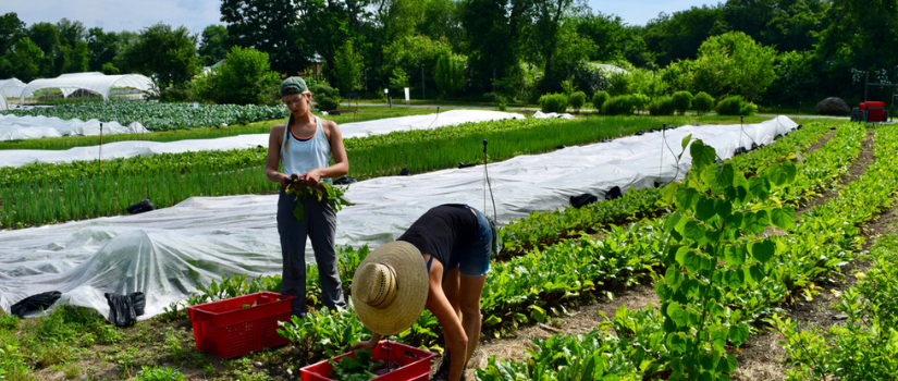 Image of Avery harvesting beets on the farm