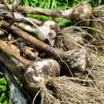 Image of a bundle of garlic lying in the grass