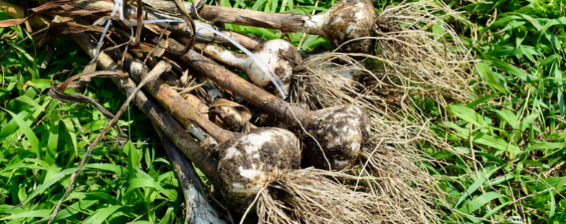 Image of a bundle of garlic lying in the grass