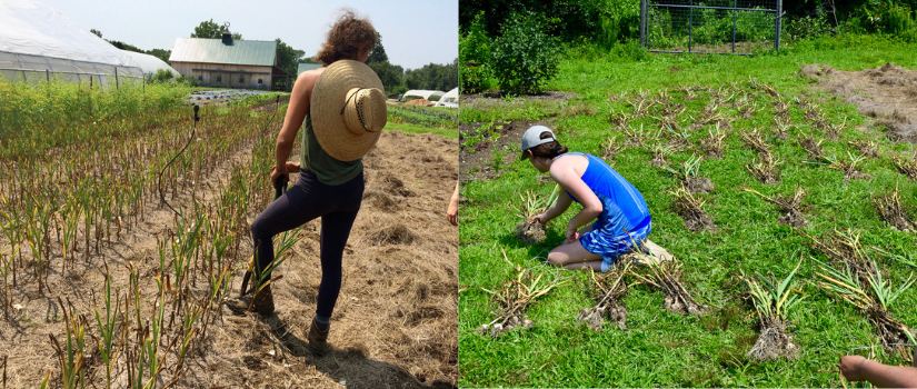 Image of Anna harvesting garlic and of volunteers setting out bundles to dry in the grass