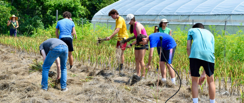 Image of high school farm team volunteers harvesting garlic