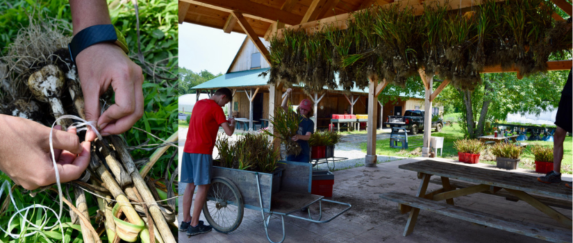 Image of a garlic bundle being tied, and of bundles being hung from the pavilion rafters