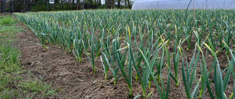 Image of garlic sprouting up in the spring