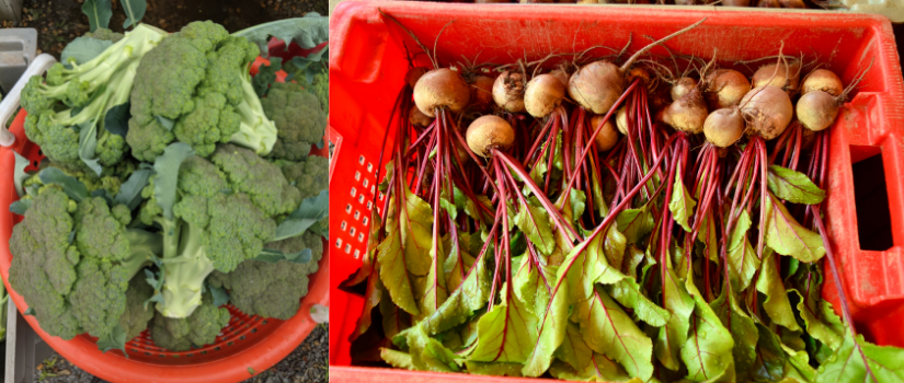 Image of a basket of broccoli and another of beets