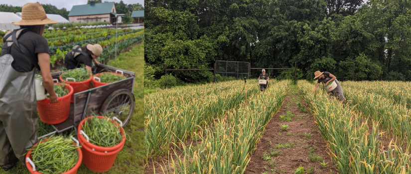 Image of the farmers harvesting scapes