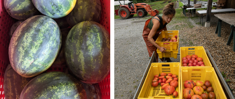 Watermelons, and Anna moving crates of tomatoes.