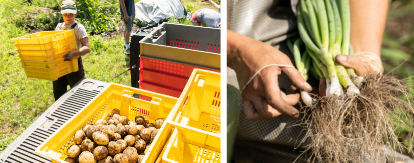 Erin loads potatoes in the truck and a farmer bundles freshly picked scallions