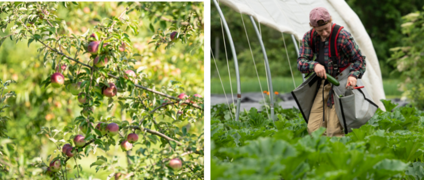 Apples ripening on the tree and Rae harvesting squash.