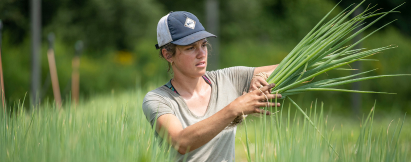 Kim harvests scallions.