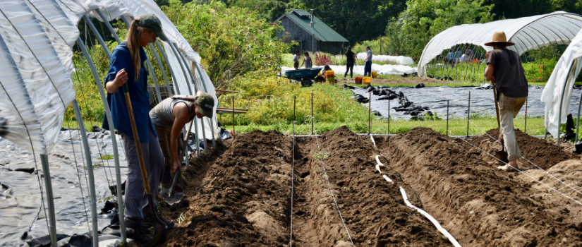 Avery, Erin, and Kim dig new beds where the potatoes had been harvested.