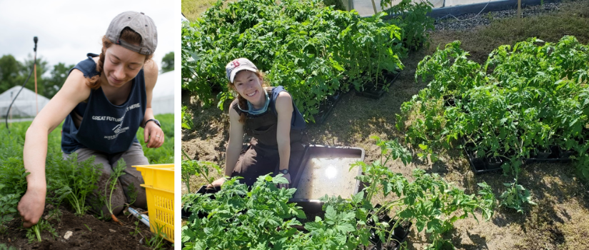 Rae harvesting carrots. Rae with tomato plants.