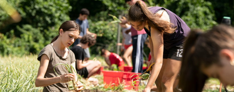 The high school farm team harvesting onions.