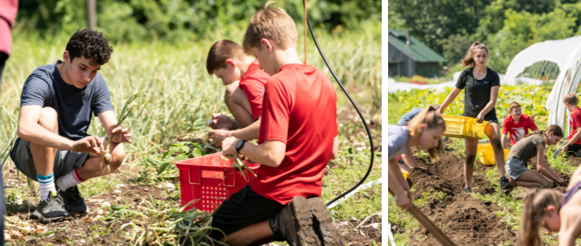 The high school farm team harvesting onions and potatoes.