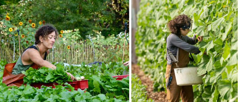 Anna harvests turnips. Ava harvests cucumbers.