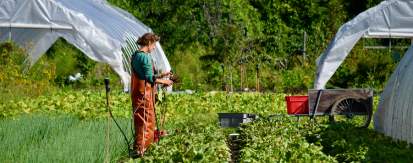 Farmer Anna harvests in her rain gear.