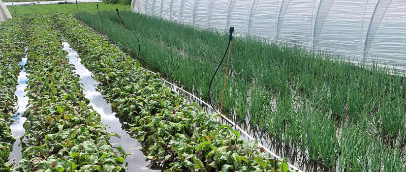 A flooded bed of beets and scallions.