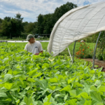 The farmers harvesting green beans.