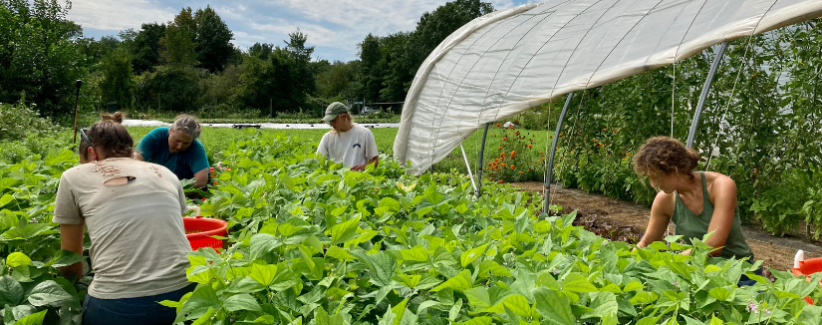 The farmers harvesting green beans.
