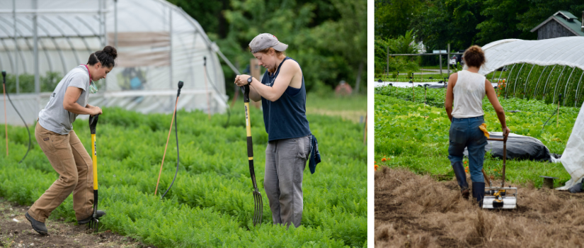 Erin and Rae loosen soil to harvest carrots. Anna prepares a bed with a tilther.