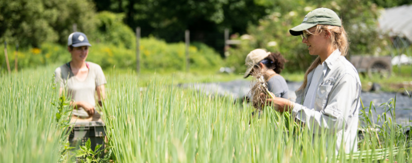 The farmers a bed of scallions