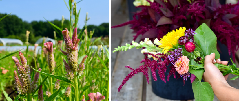 An image of celosia flowers and an image of a volunteer's hand holding a bouquet.