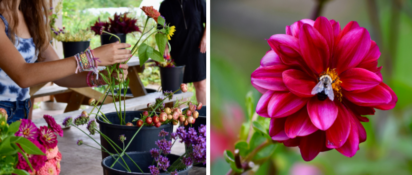 An image of a volunteer assembling a bouquet, and an image of a dahlia with a bee at its center