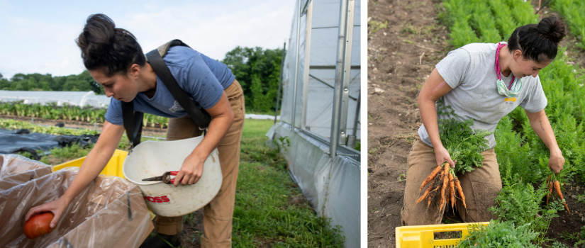 Images of Erin harvesting tomatoes and carrots