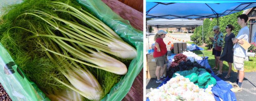 Fennel packed in a box for distribution. Maria meeting with Gaining Ground staff under a tent with food set out for pick-up.