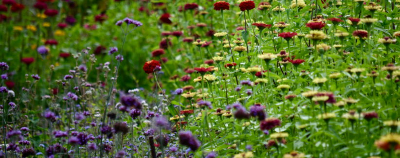 Flowers growing at the farm