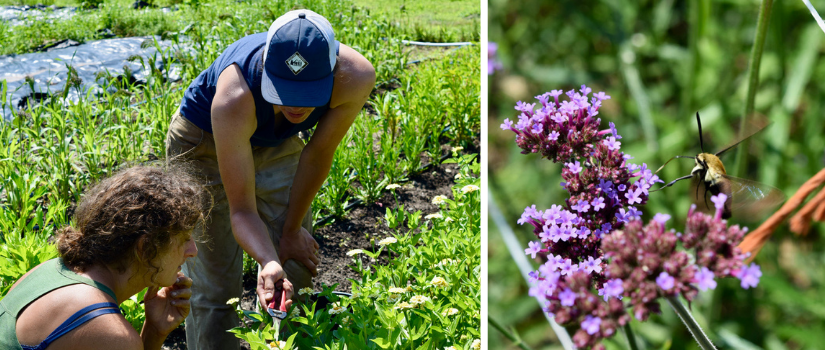 An image of Kim and Anna harvesting flowers and an image of a hummingbird bee visiting a flower