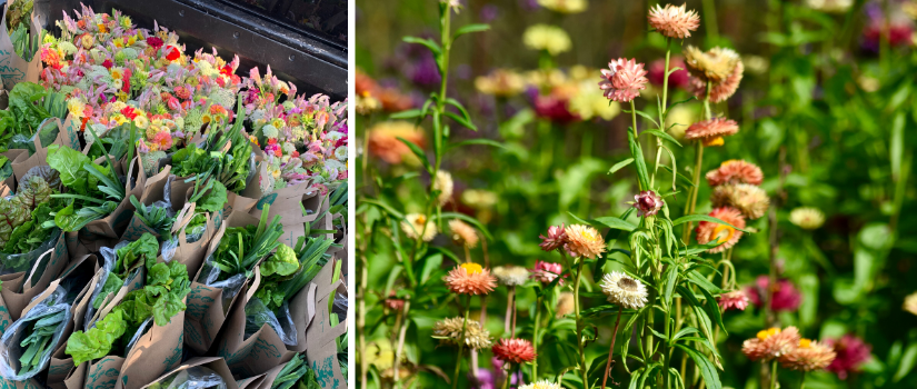 An image of bags of food packed with bouquets and an image of straw flowers blooming