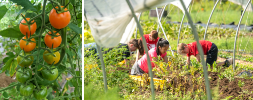 Cherry tomatoes on the vine and volunteers harvesting potatoes.