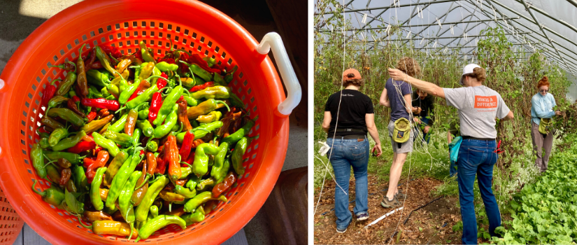 A basket of peppers, volunteers in a hoop house clearing out cucumber plants