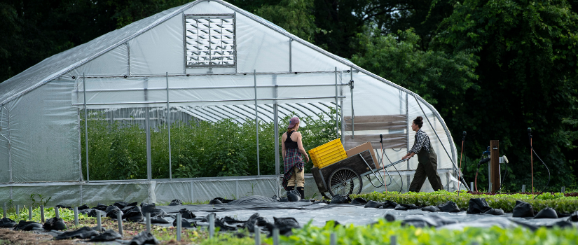 The farmers moving a harvest cart to a hoop house.