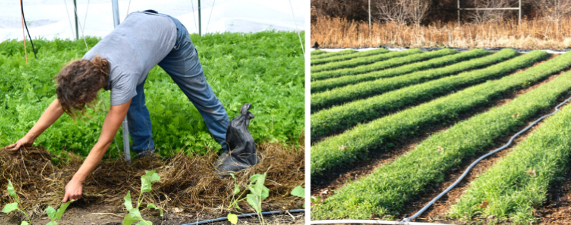 Anna spreading mulch. Rows of cover crops