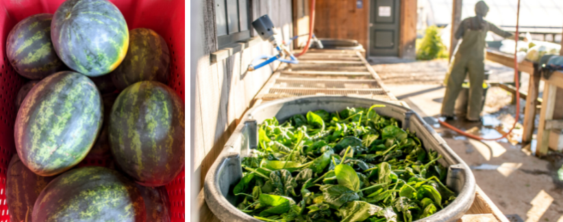 Watermelons and spinach harvested on the farm