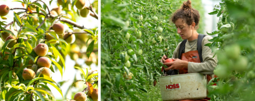 Peaches on the farm. Anna harvesting tomatoes.