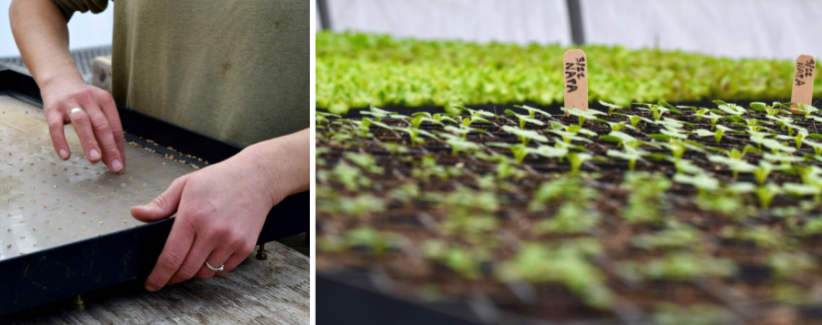 A farmer seeding a tray in the greenhouse, a tray of green seedlings in the greenhouse.