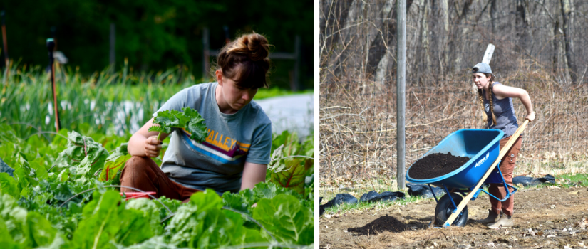 Chrissie harvesting in the spring. Chrissie pushing a wheelbarrow of compost down a bed.