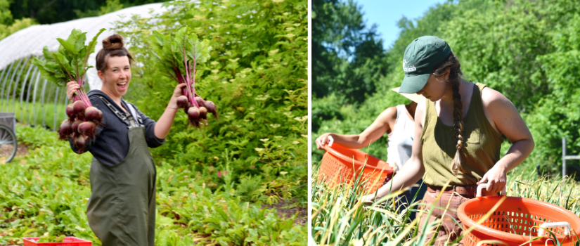 Chrissie celebrating a beet harvest. Chrissie harvesting scapes.