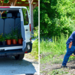 A van from Minuteman High School with perennials ready to be planted. A student loading up a wheelbarrow.