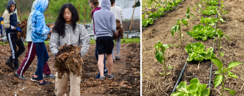 A volunteer putting down mulch. Intercropped lettuce and peppers.