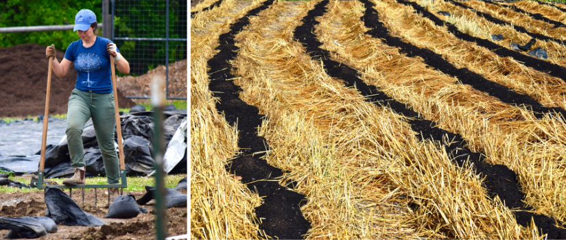 A volunteer broadforking a bed. Beds of killed winter rye and clover ready to be planted into.